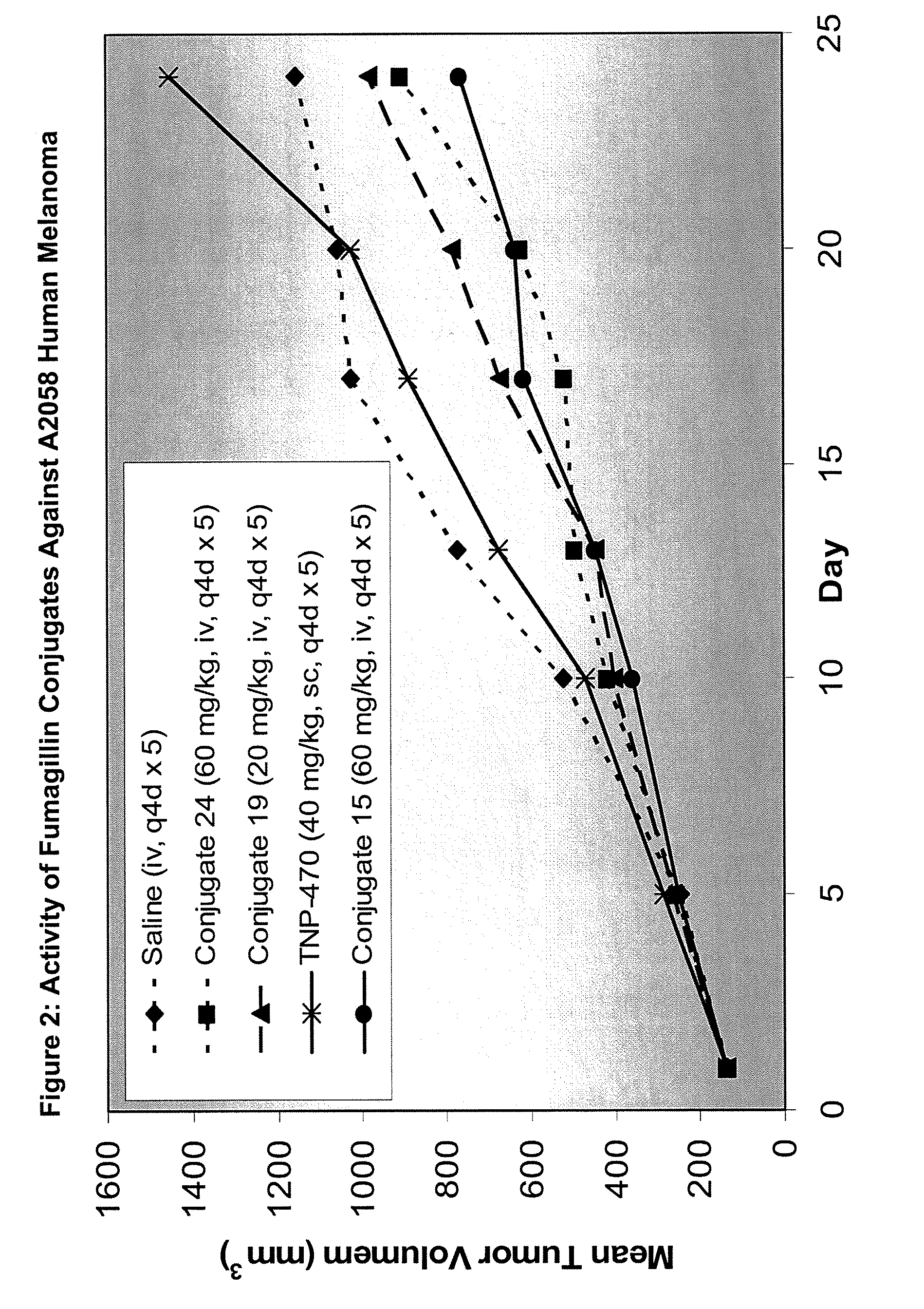 Biocompatible biodegradable fumagillin analog conjugates