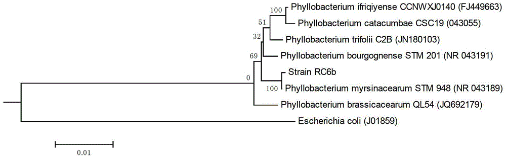 Ardisia japonica phyllobacterium RC6b and application of same in soil remediation