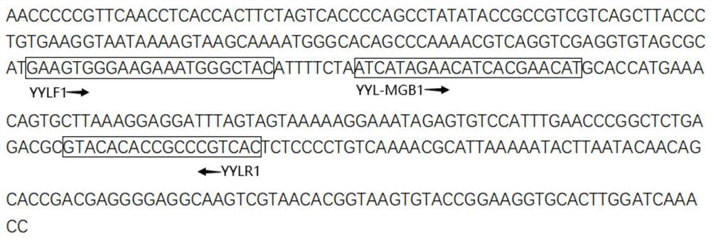 Procypris rabaudi real-time fluorescent PCR (polymerase chain reaction) amplification primer, probe and detection method based on environmental DNA (deoxyribonucleic acid)