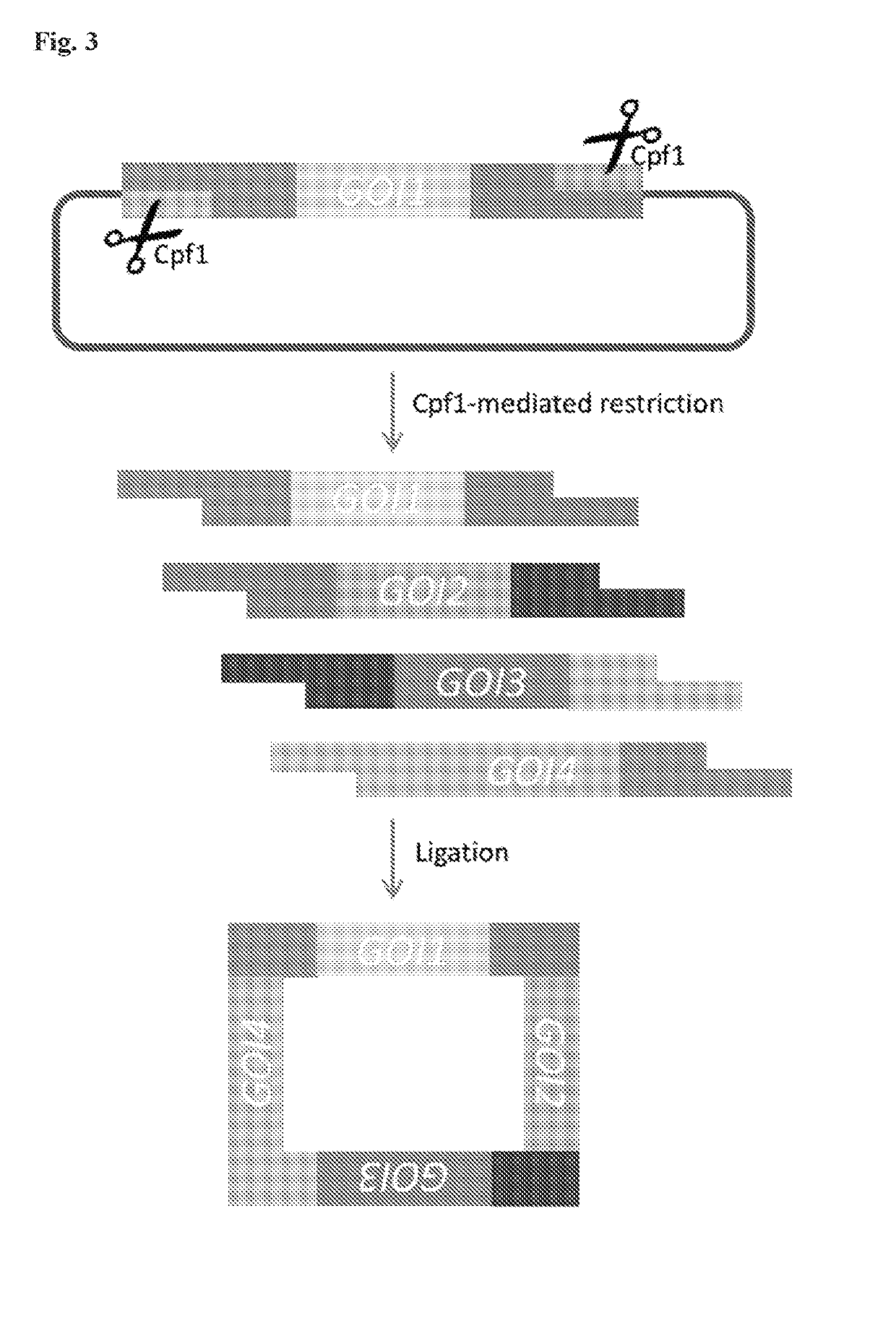 Scarless DNA assembly and genome editing using crispr/cpf1 and DNA ligase