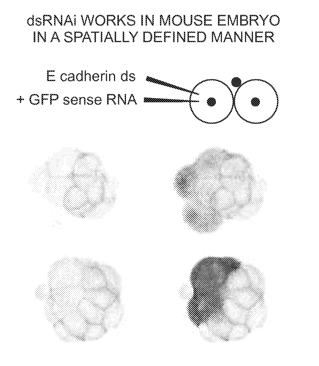 Inhibiting Gene Expression with dsRNA