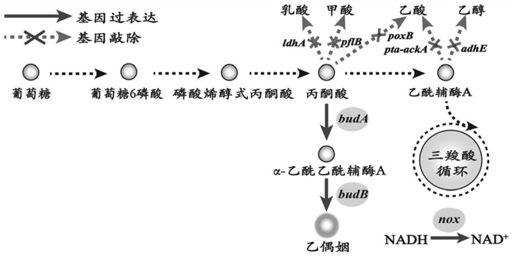 A dynamic control system for blue light control and its application