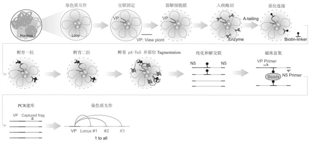 Chromatin conformation capturing method