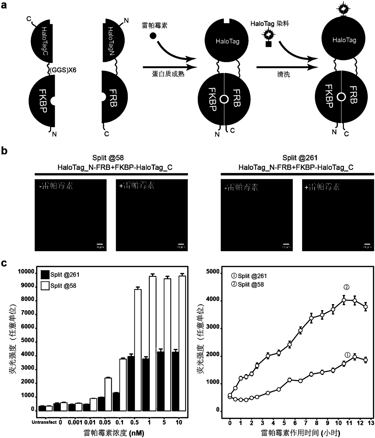 Imaging and tracking of interaction between proteins in living cells by utilizing bimolecular fluorescence complementation technology based on self-linkage label