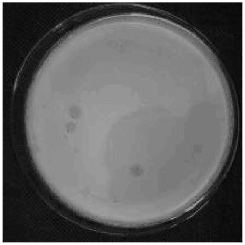 Bdellovibrio induced strain with strong cracking performance and wide cracking spectrum and application of bdellovibrio induced strain