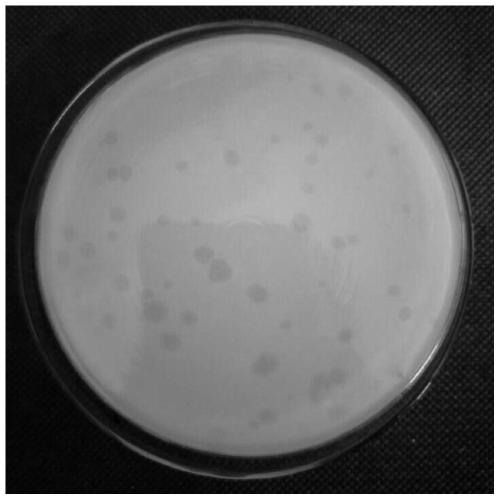Bdellovibrio induced strain with strong cracking performance and wide cracking spectrum and application of bdellovibrio induced strain