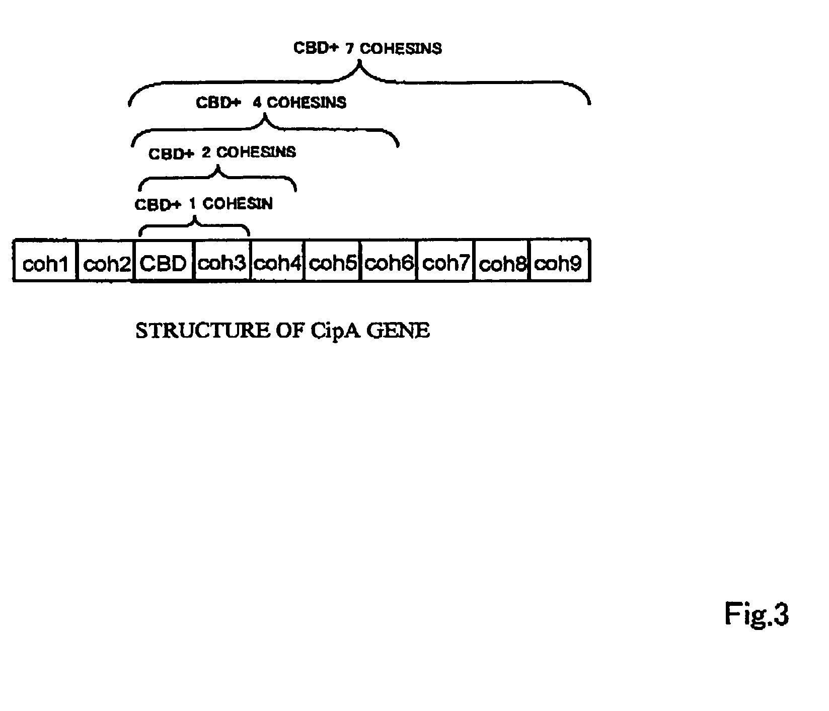 Artificial scaffolding material for protein retention and use of the same