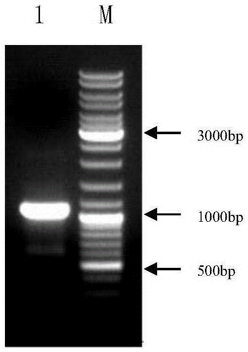 A kind of method for preparing transgenic gapdh gene cotton