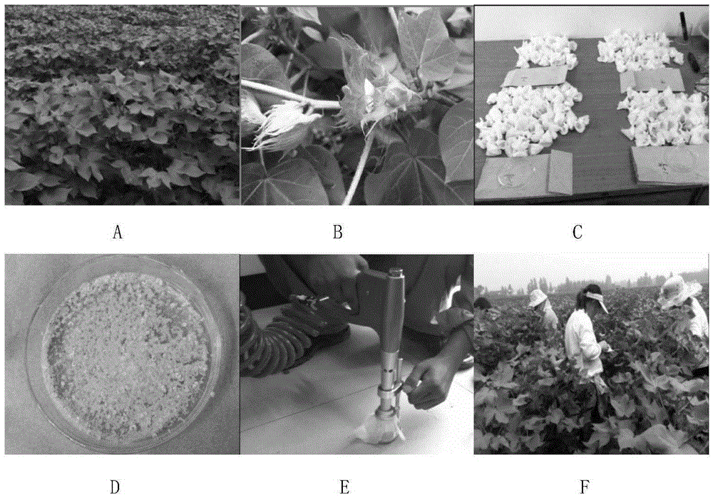 A kind of method for preparing transgenic gapdh gene cotton