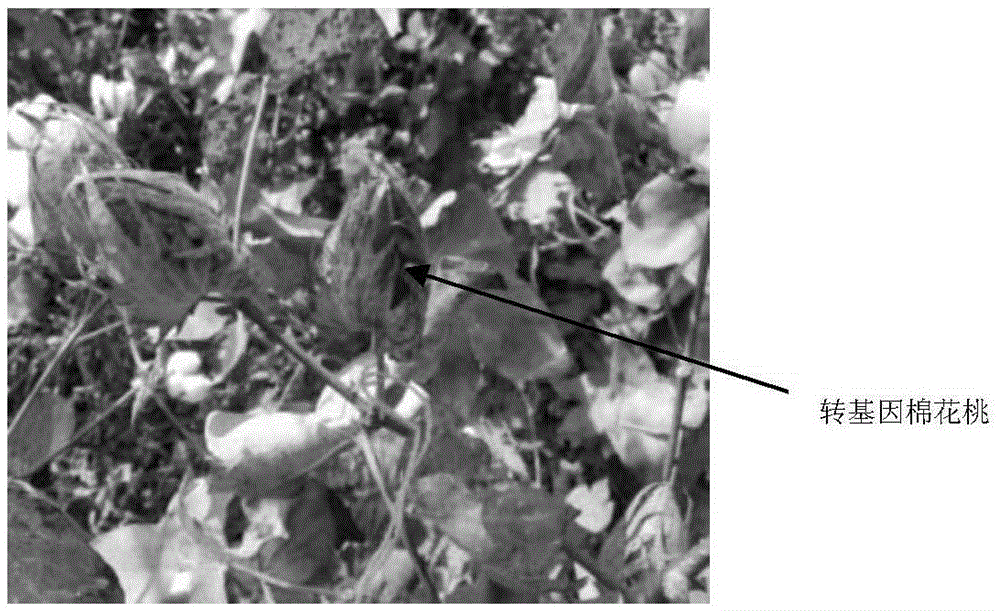 A kind of method for preparing transgenic gapdh gene cotton