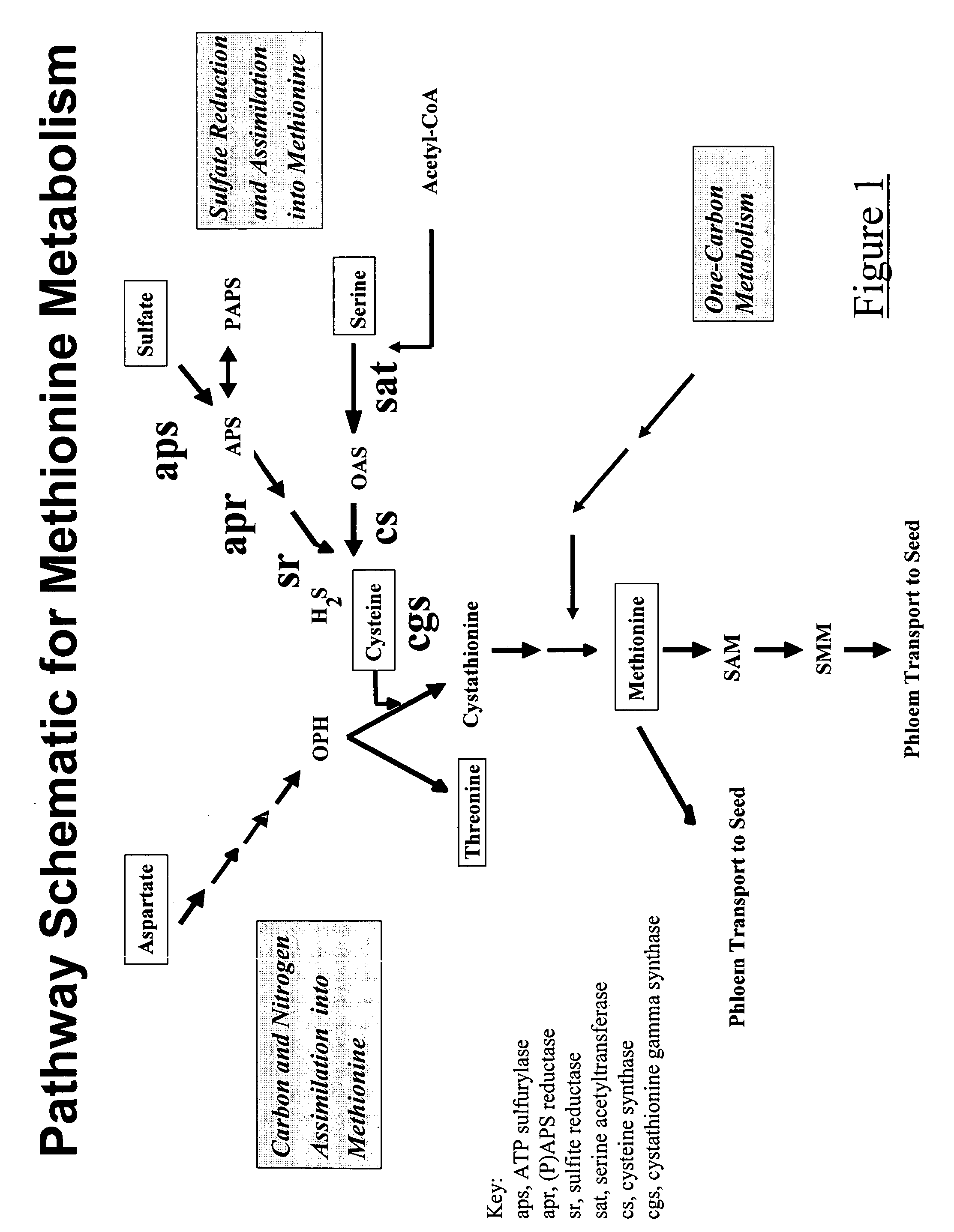 Enzymatic methods for modulating the levels of organic sulfur compounds in plants