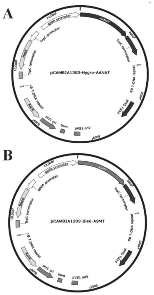 Trichoderma viride engineering bacterium capable of synthesizing melatonine as well as construction method and application of trichoderma viride engineering bacterium