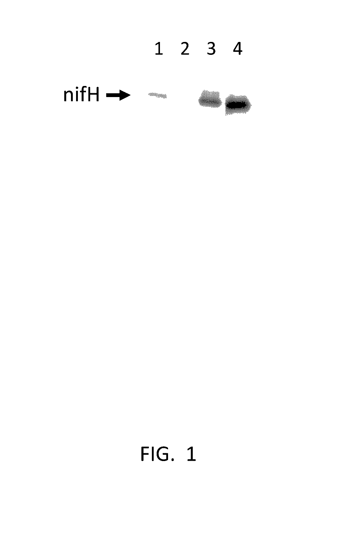 Compositions and methods for expression of nitrogenase in plant cells