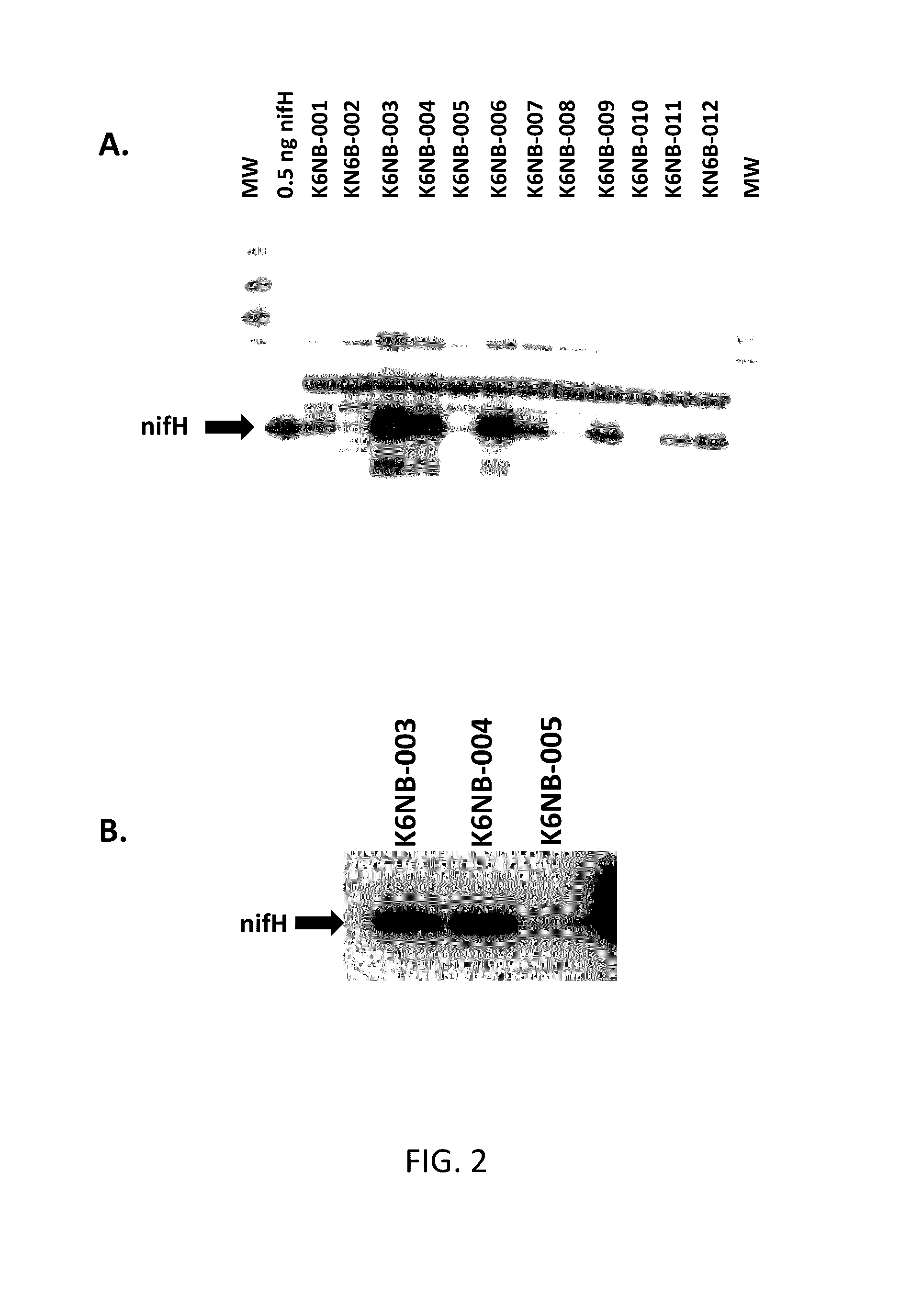 Compositions and methods for expression of nitrogenase in plant cells