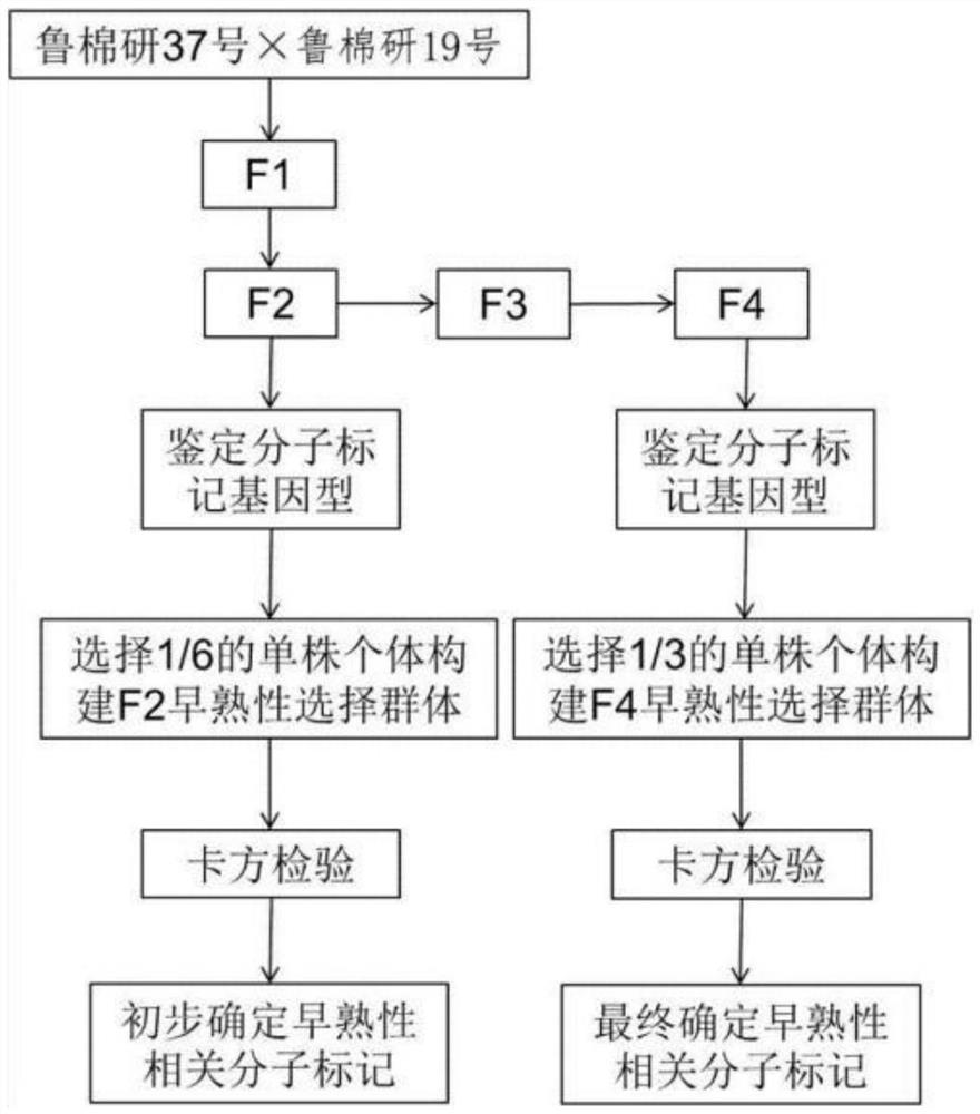 SSR marker, primer pair, application of SSR marker, and screening method of SSR marker sites related to early-maturing molecular breeding of upland cotton