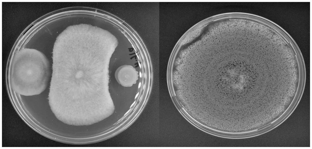 Bacillus velezensis Shui-6, production method and application