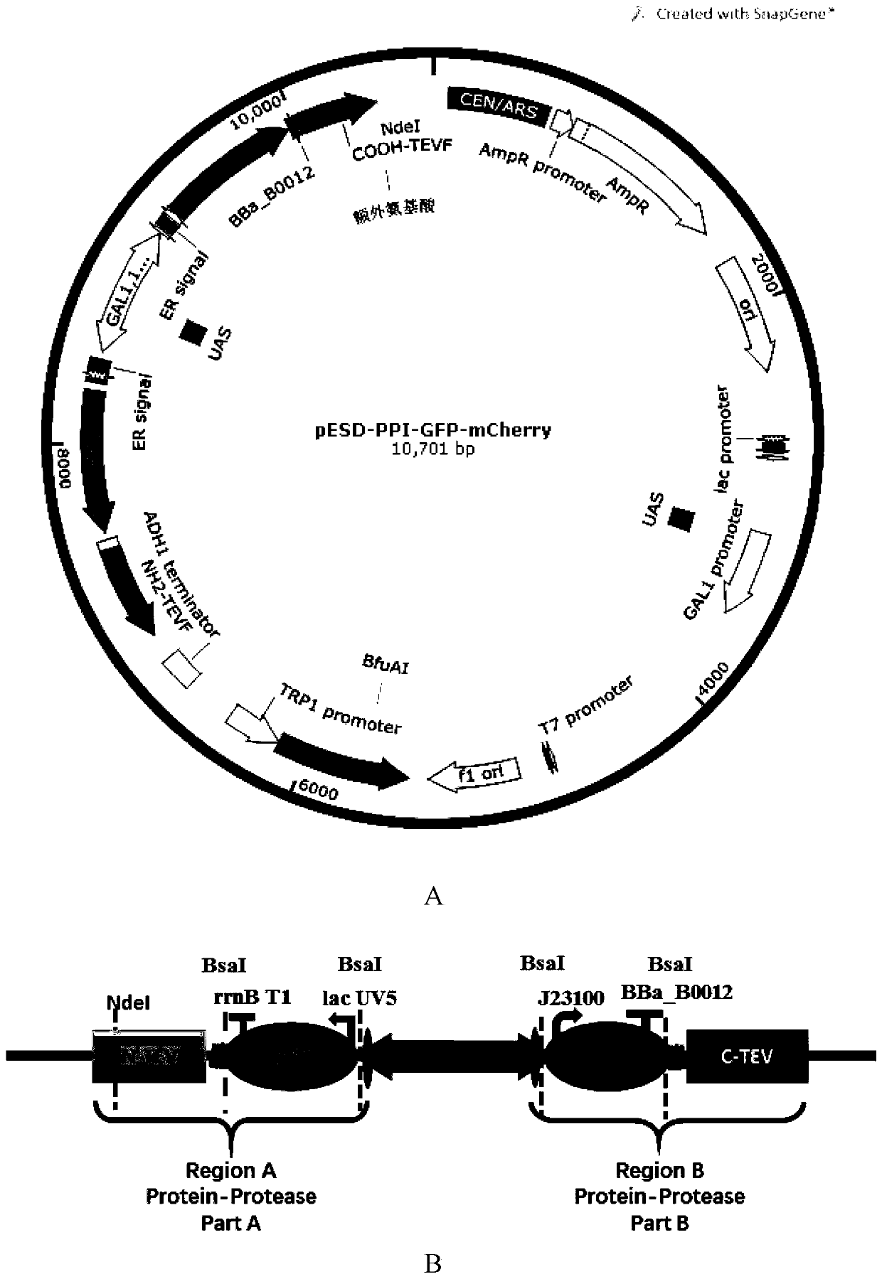 Method for analyzing protein interactions in prokaryotes based on YESS