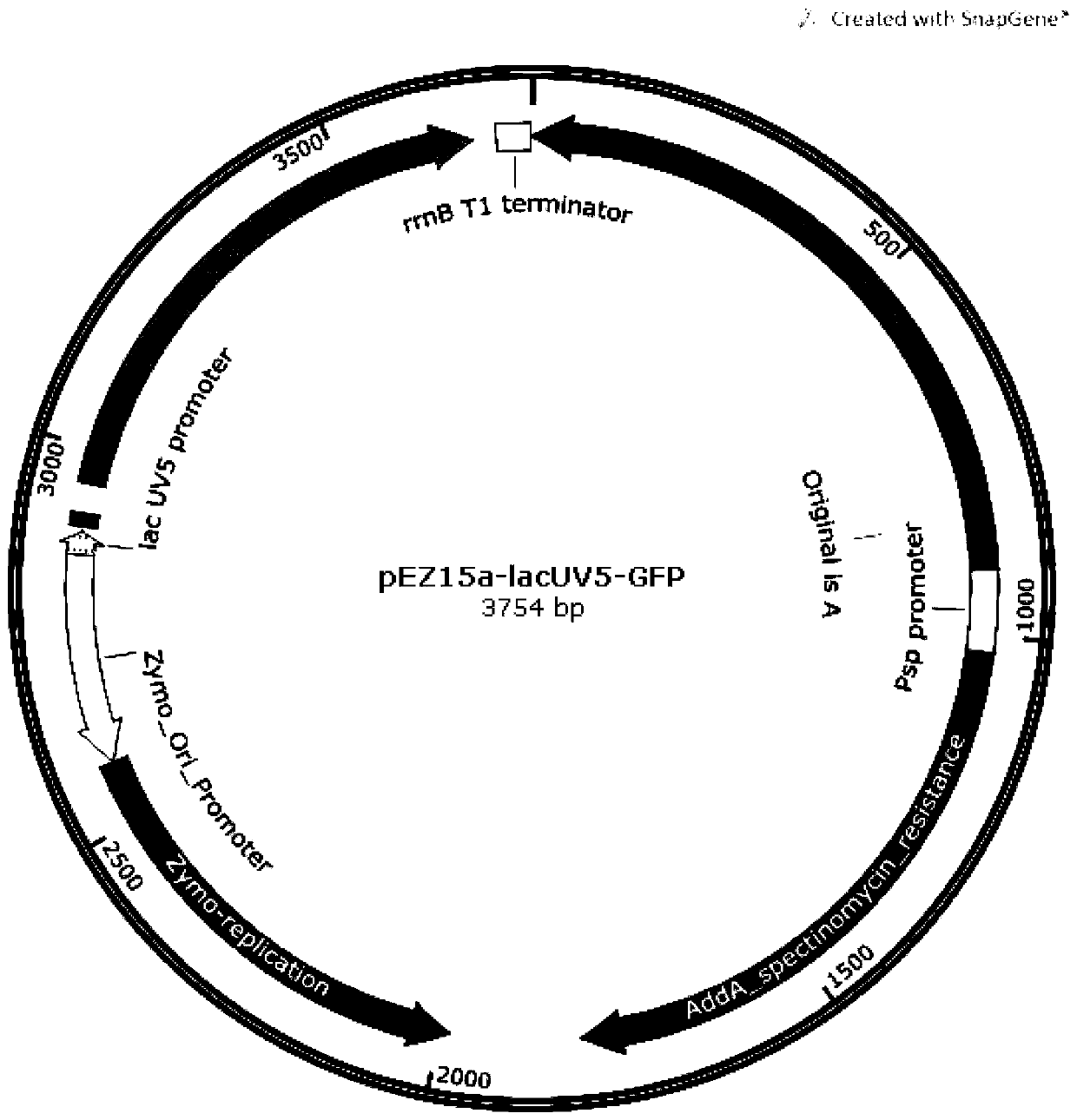 Method for analyzing protein interactions in prokaryotes based on YESS