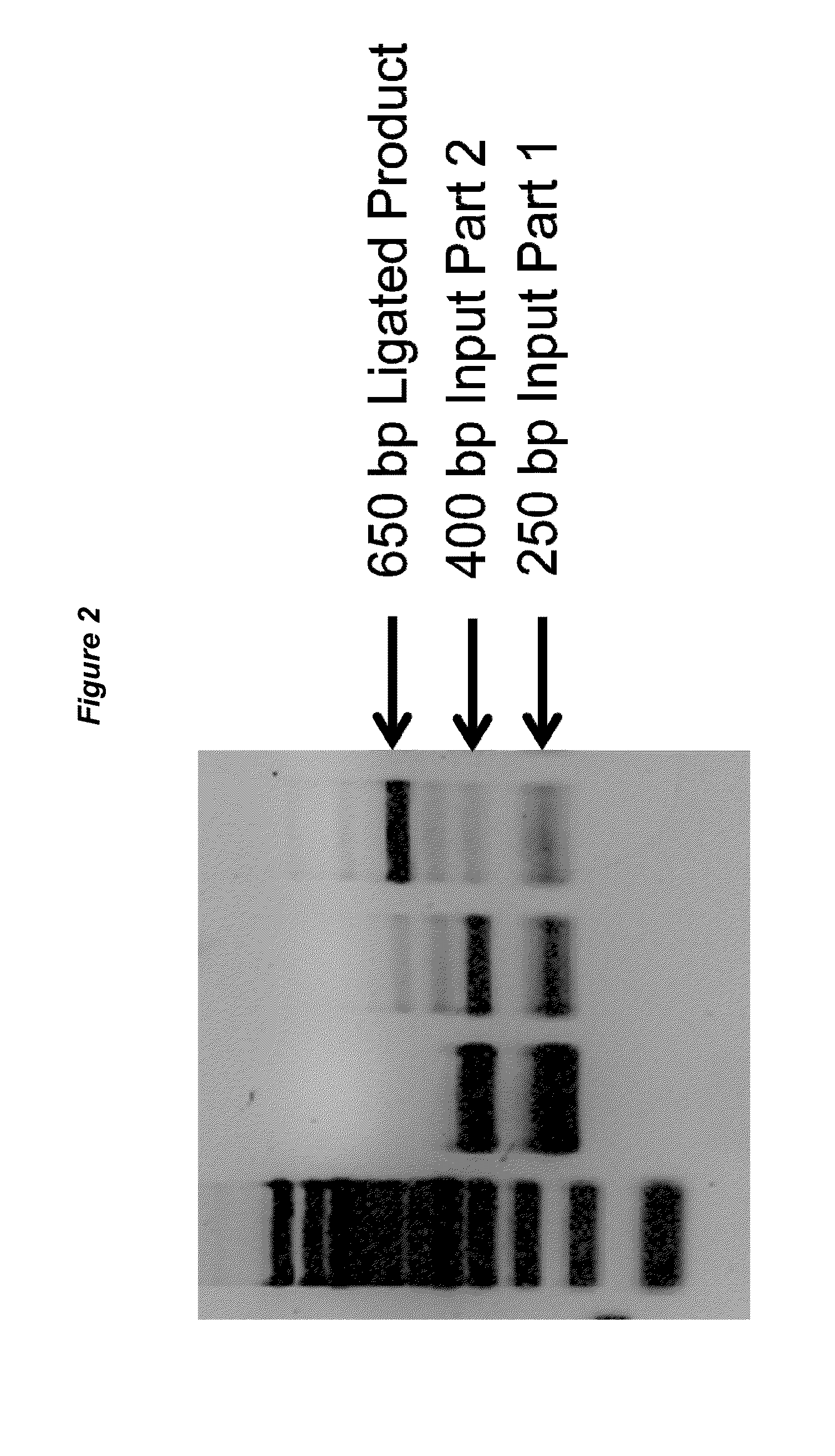 Methods for multipart, modular and scarless assembly of DNA molecules