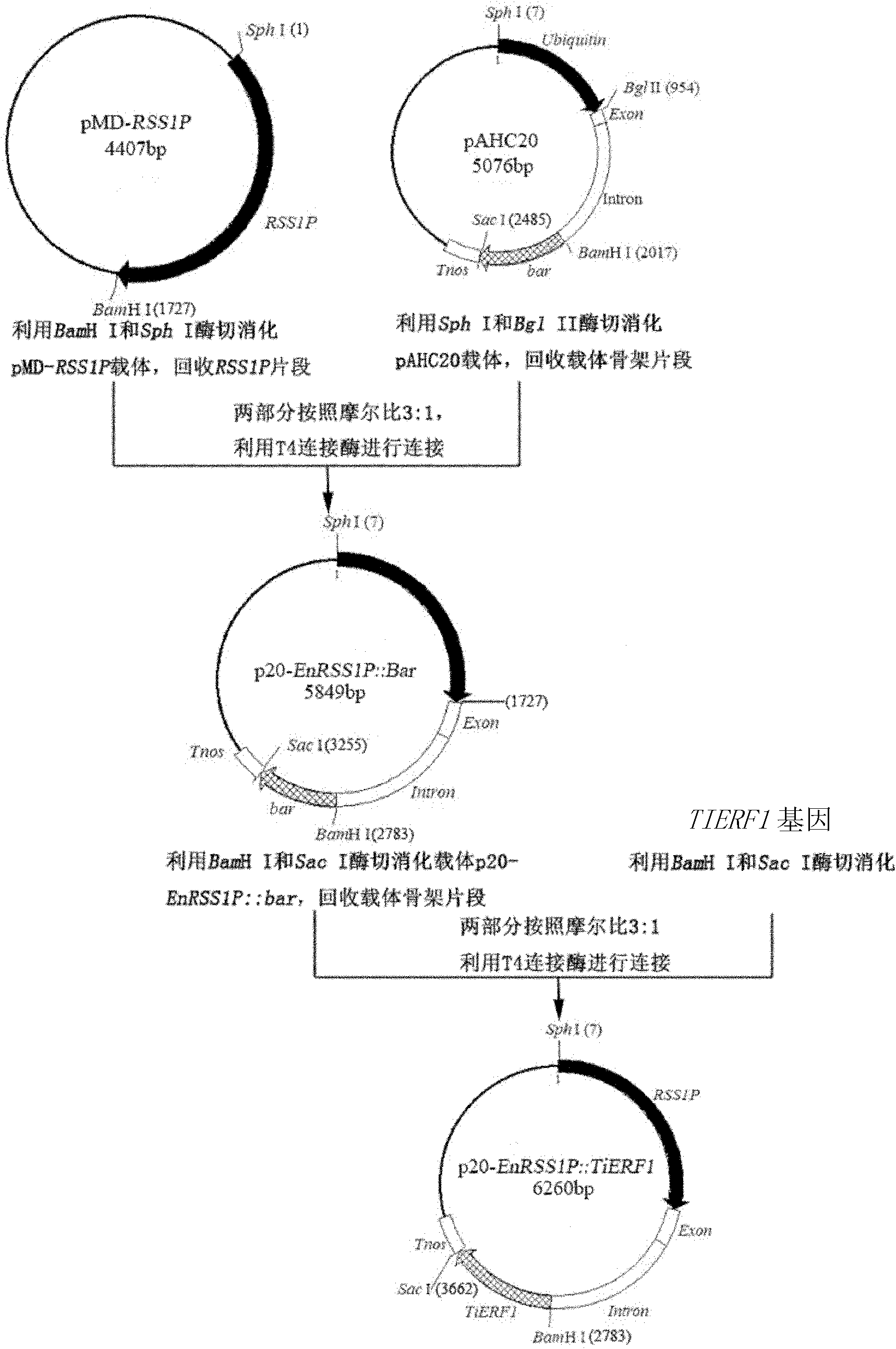 Specific promoter and method for culturing disease-resistant transgenic plant