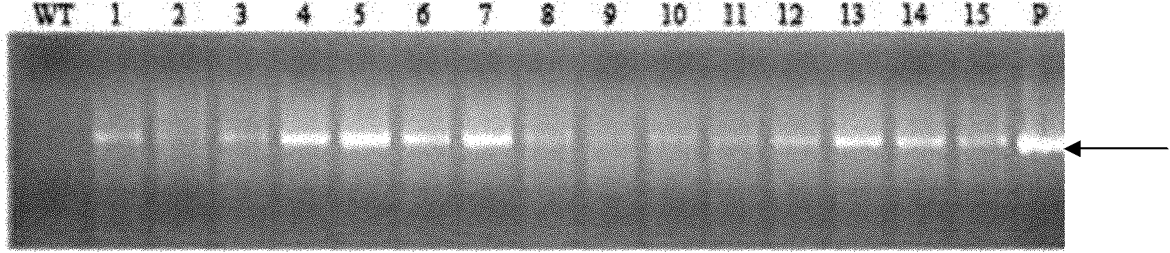 Specific promoter and method for culturing disease-resistant transgenic plant