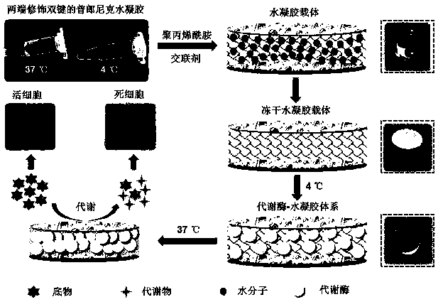 Metabolic enzyme-hydrogel system for drug metabolism, efficacy and toxicity evaluation