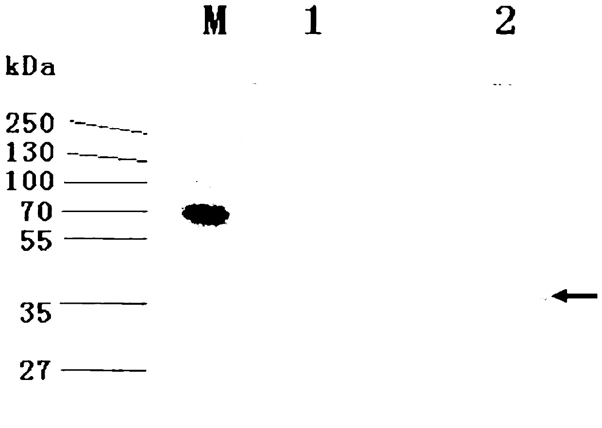 A kind of artificial protein with characteristics of Vibrio cholerae toxin a subunit and Staphylococcus aureus and its application