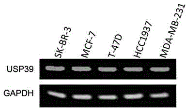 Recombinant lentiviral vector containing ubiquitin-specific protease gene USP39-shRNA (short hairpin ribonucleic acid) and application thereof