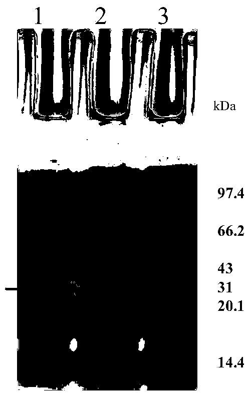 Rare codon-transformed human ZNF580 gene and prokaryotic expression protein thereof and polyclonal antibody