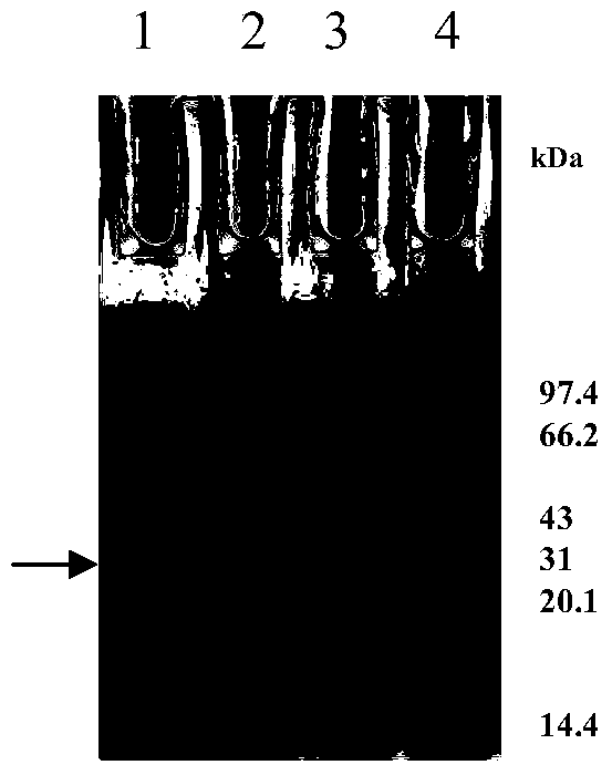 Rare codon-transformed human ZNF580 gene and prokaryotic expression protein thereof and polyclonal antibody