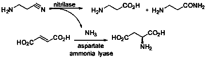 Method for preparing beta-alanine through enzymatically catalyzing hydrolysis of high-concentration beta-aminopropionitrile