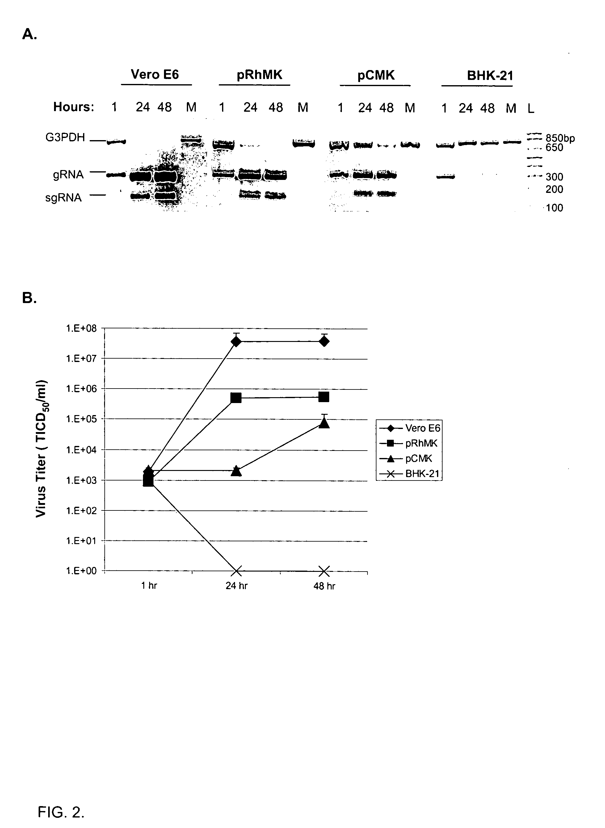 Compositions and methods for detecting severe acute respiratory syndrome coronavirus