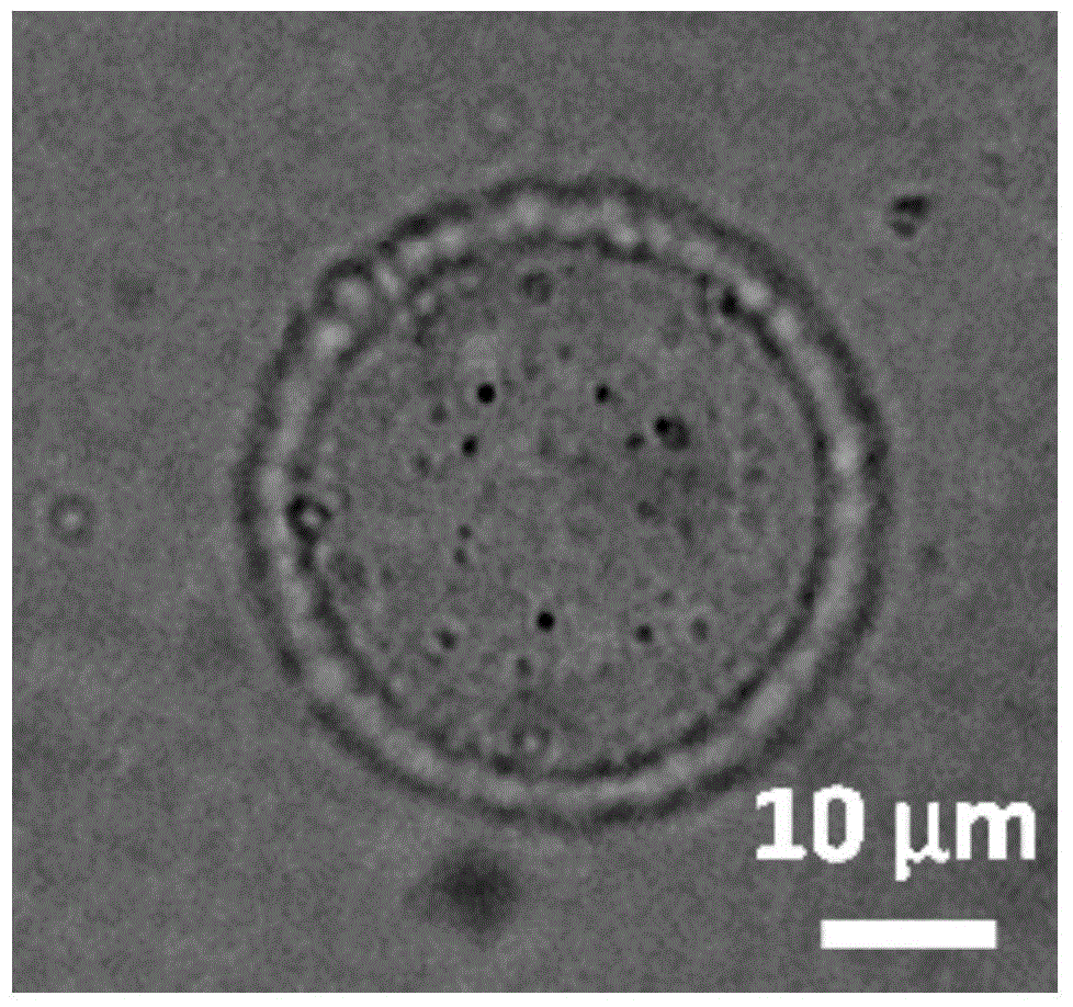 A preparation method of giant magnetically responsive drug-loaded vesicles with targeting function