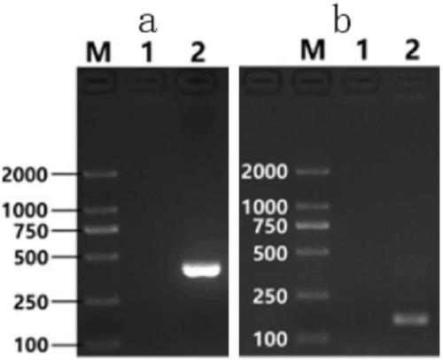 Nested PCR-based primer group for detecting Salmonella spp., application of primer group, kit containing primer group, and detection method using kit