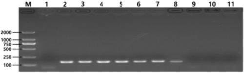 Nested PCR-based primer group for detecting Salmonella spp., application of primer group, kit containing primer group, and detection method using kit