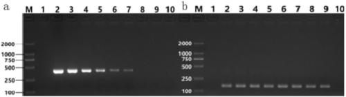 Nested PCR-based primer group for detecting Salmonella spp., application of primer group, kit containing primer group, and detection method using kit