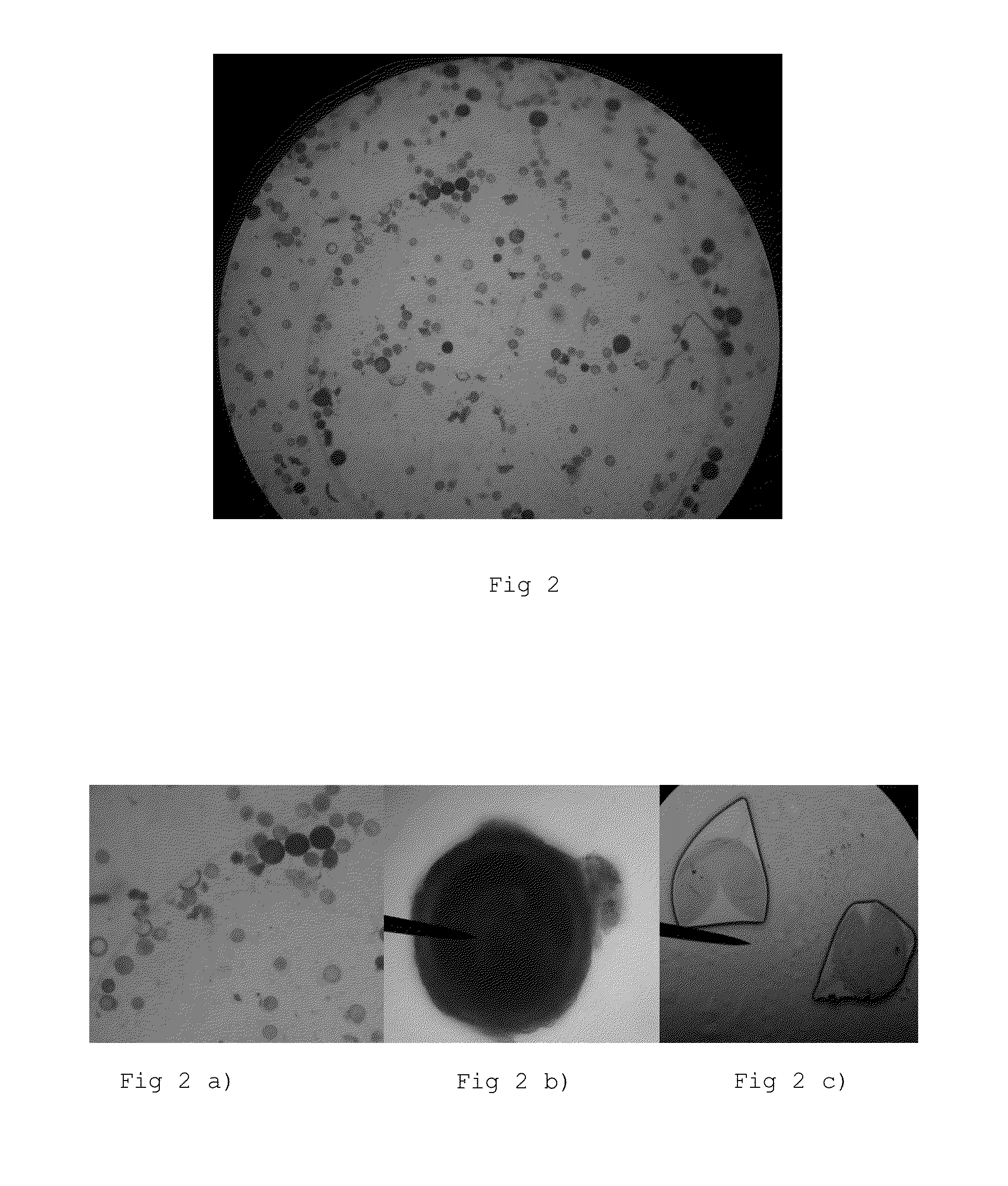 Process to make pelletized granules based on endomycorrhizal fungi covered with minerals clays and their composition