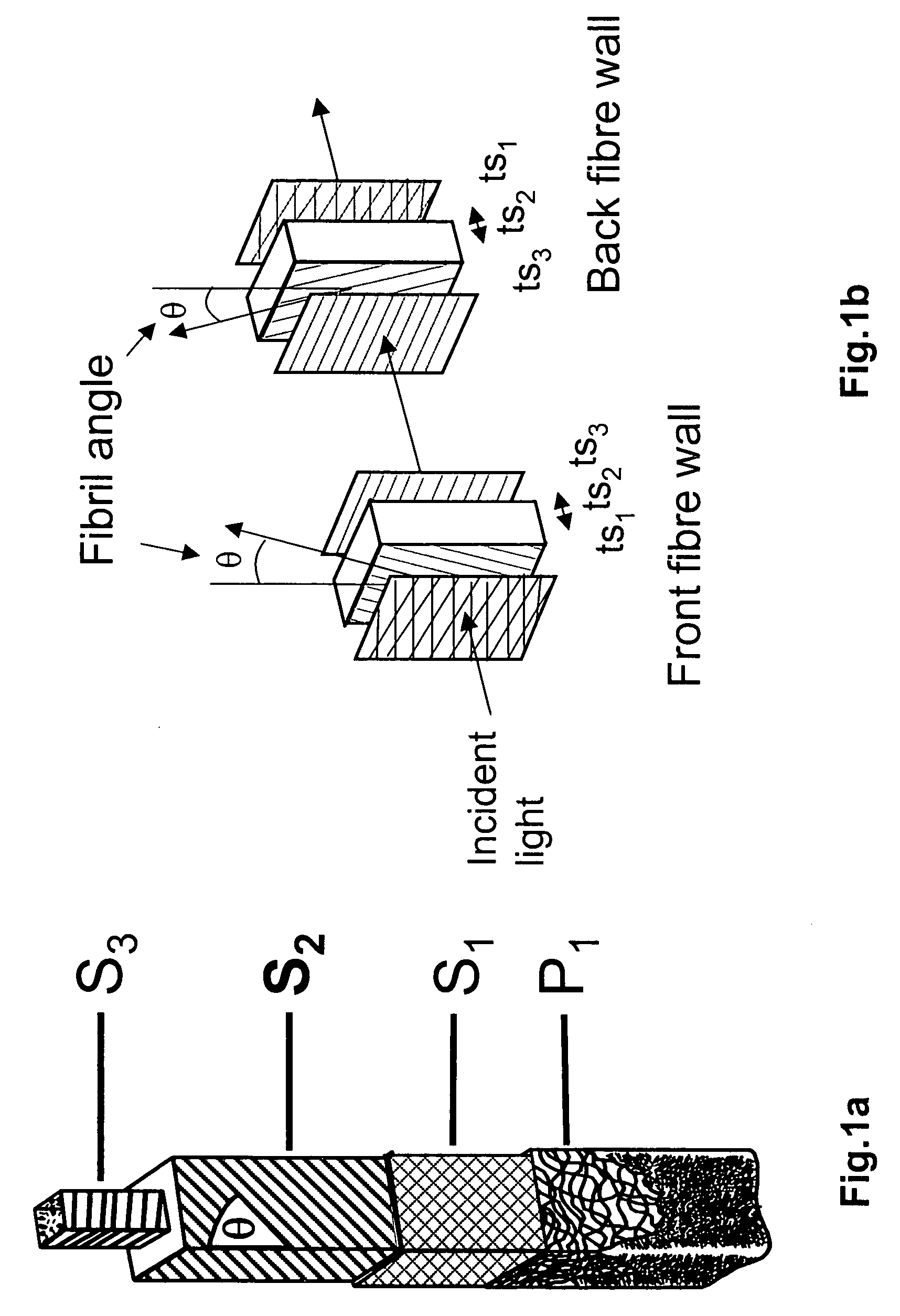 Circularly polarized light method and device for determining wall thickness and orientations of fibrils of cellulosic fibres