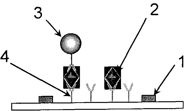 Method and device for immunological detection