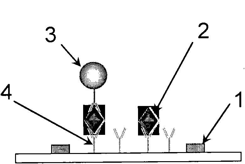 Method and device for immunological detection