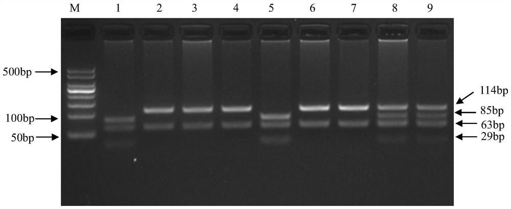 SNP in the promoter region of pig ntf3 as a molecular marker for boar reproductive traits and its application