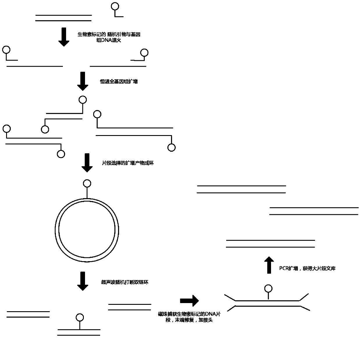 Low-initial-quantity DNA library construction method