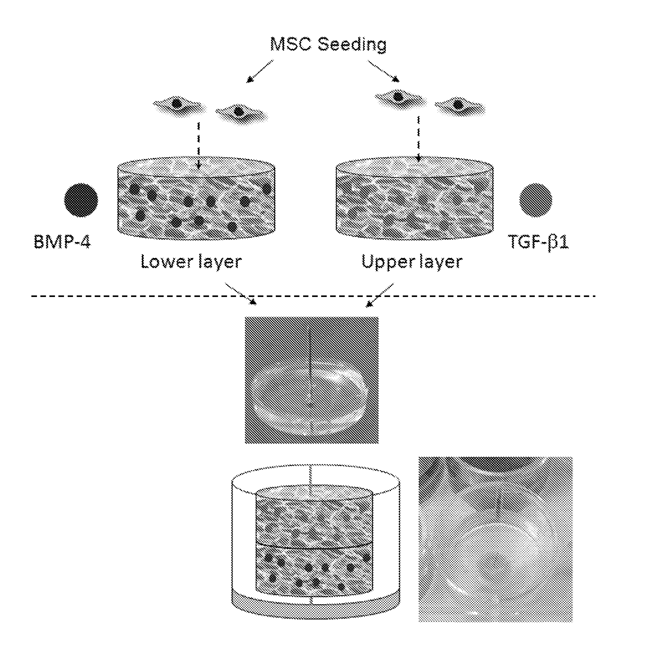 Hydrogel system comprising spatially separated bioactive polypeptides