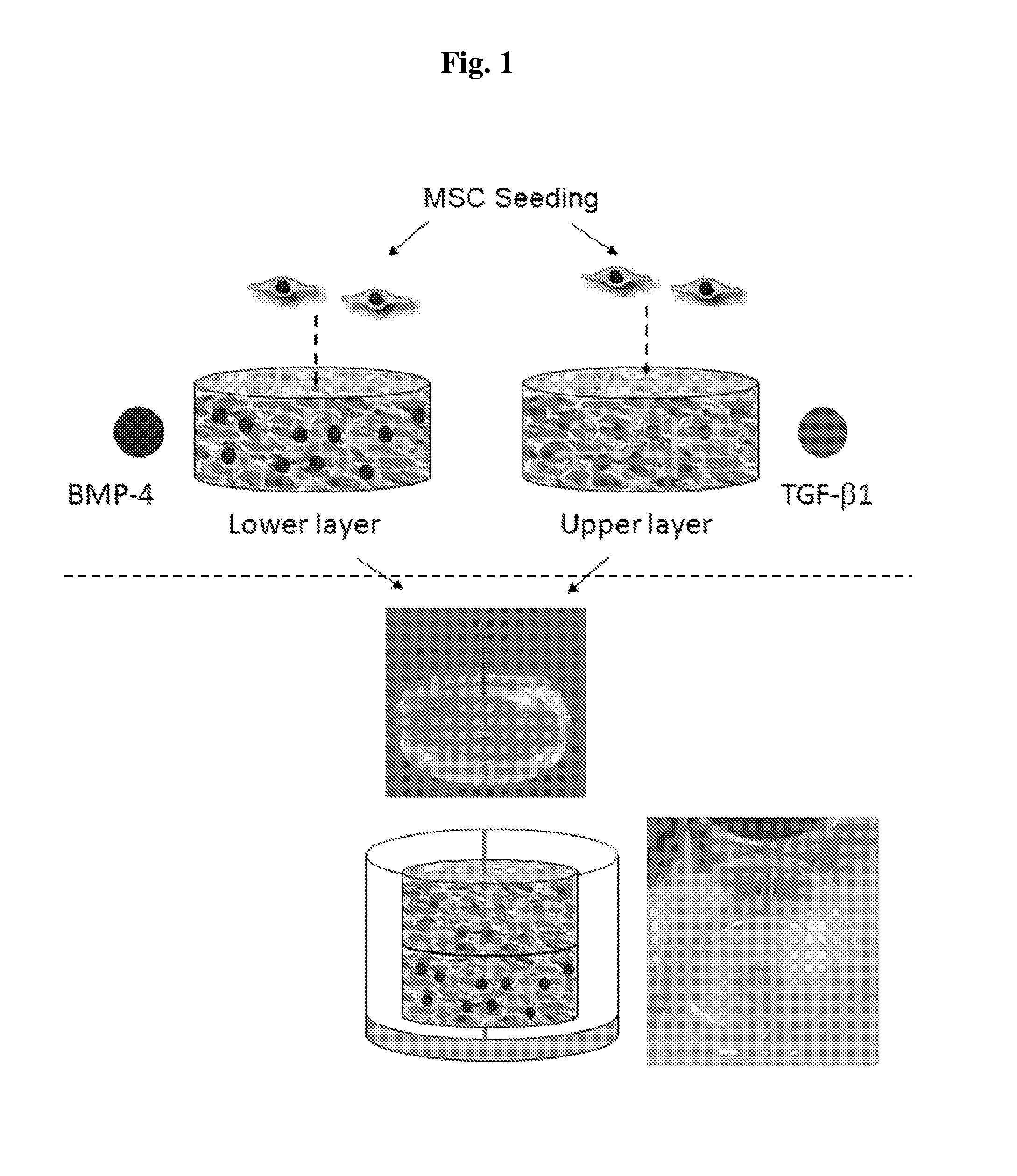 Hydrogel system comprising spatially separated bioactive polypeptides