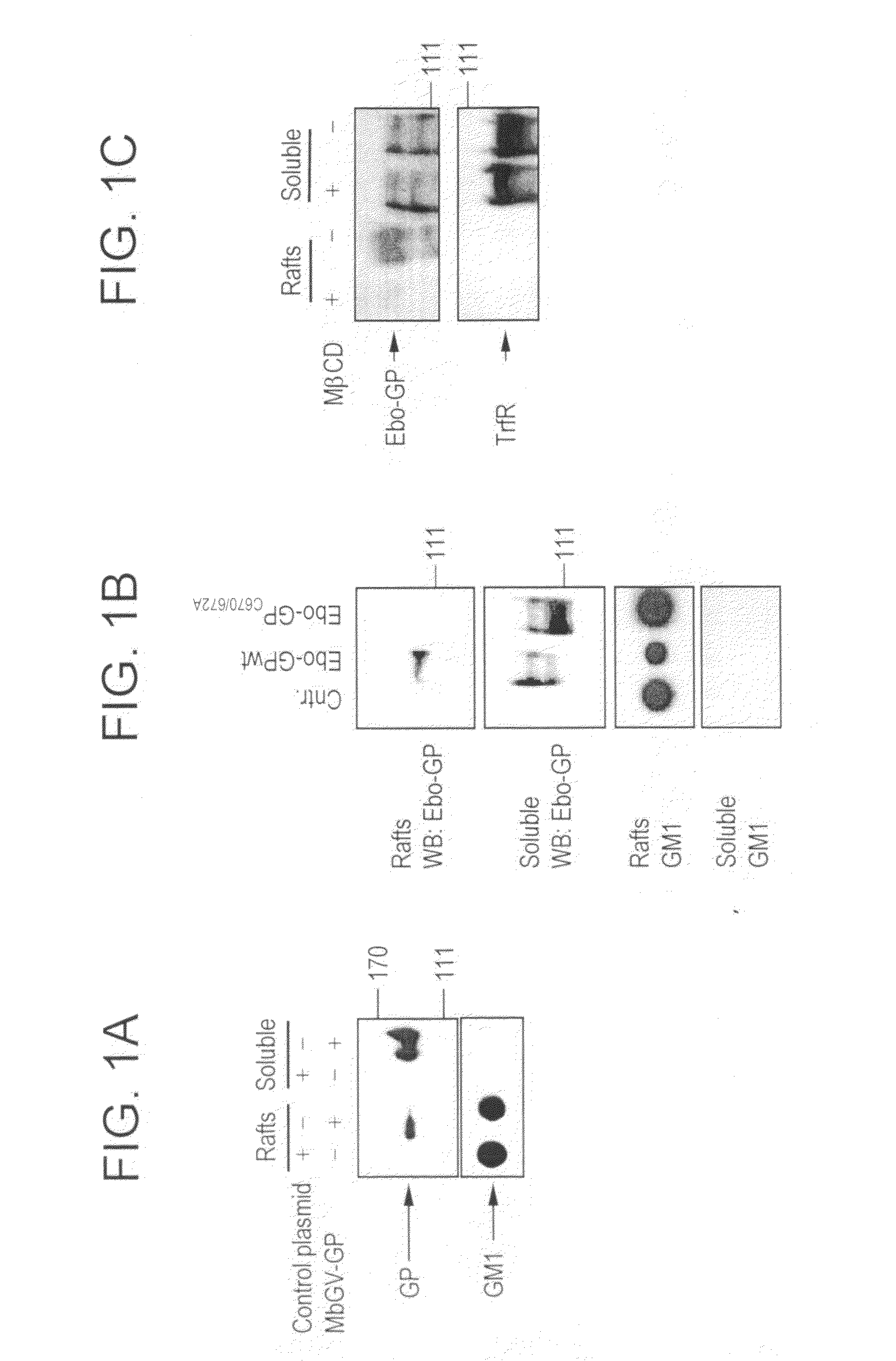 Generation of virus-like particles and use as panfilovirus vaccines