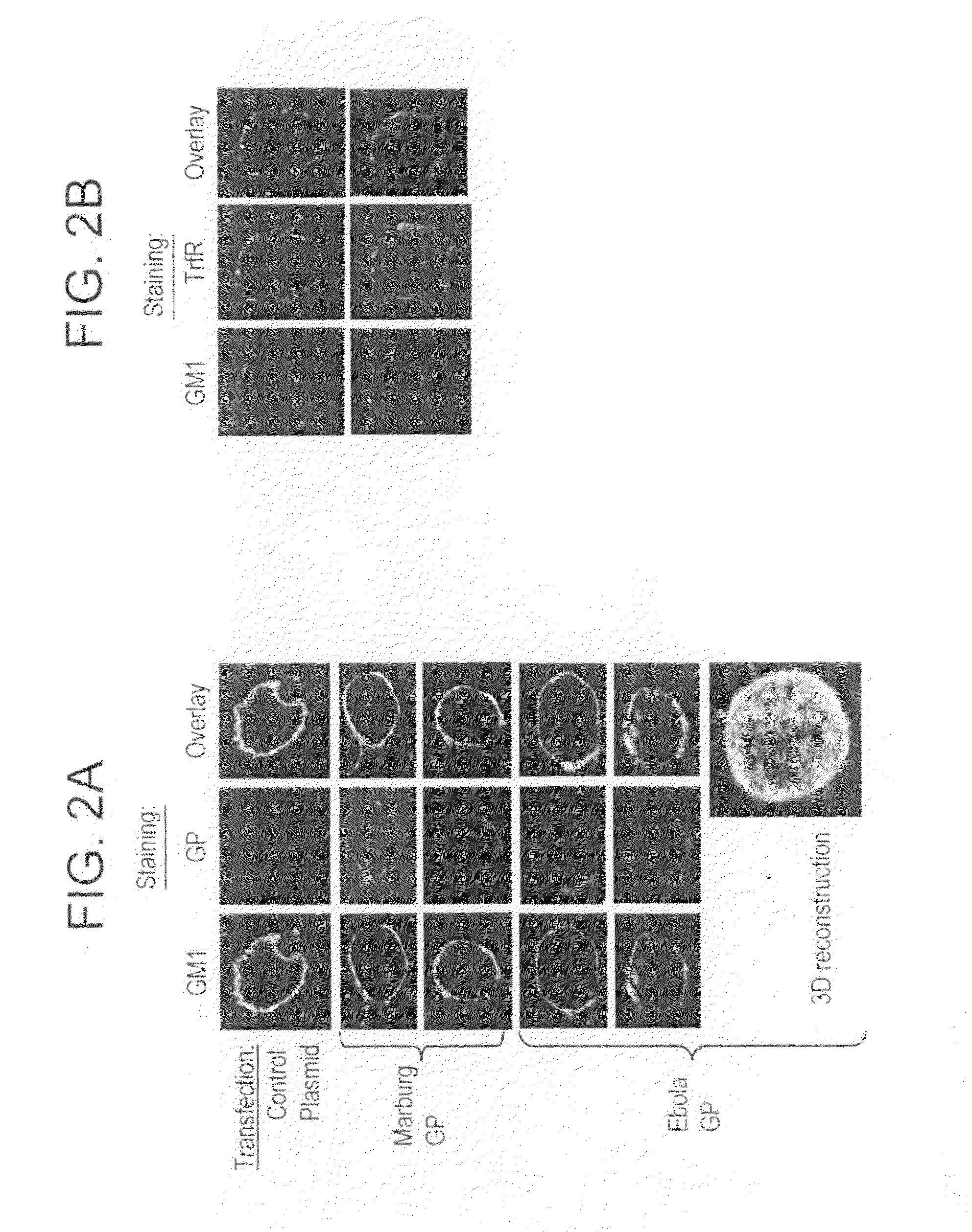 Generation of virus-like particles and use as panfilovirus vaccines