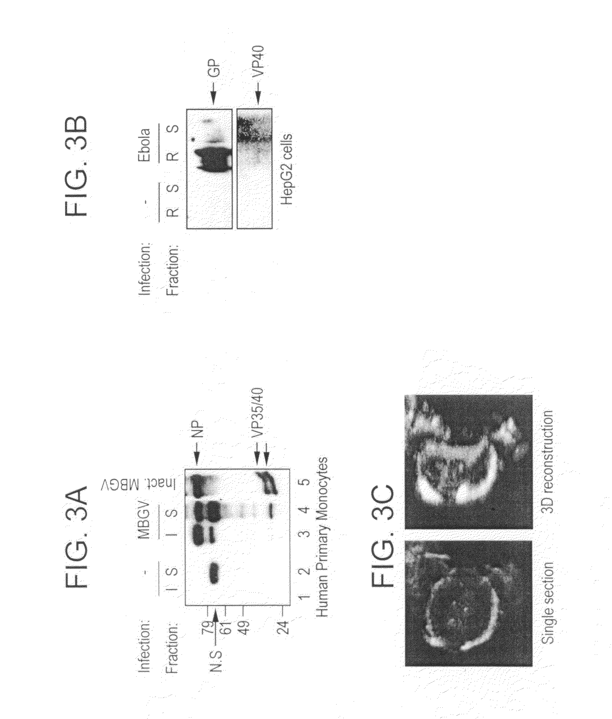 Generation of virus-like particles and use as panfilovirus vaccines