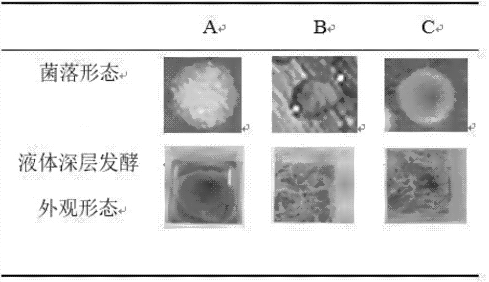 Method for rapid and efficient screening of vitamin K2 (MK-7) high-yielding strain