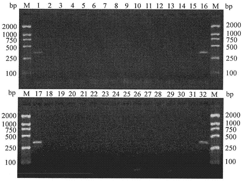 Specific COI primer, detection method and reagent kit of Frankliniella occidentalis