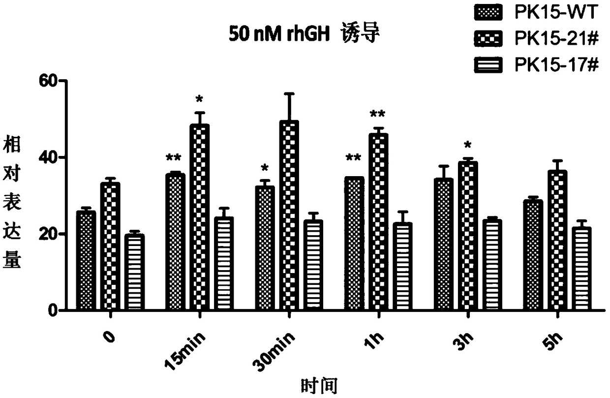 Targeting vector for pig GHR gene knock-out and applications thereof